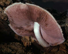 Image of Volvariella bombycina (Schaeff.) Singer 1951