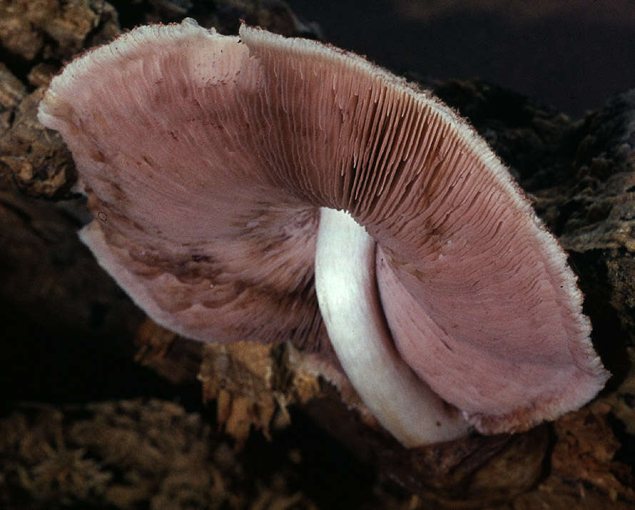 Image of Volvariella bombycina (Schaeff.) Singer 1951