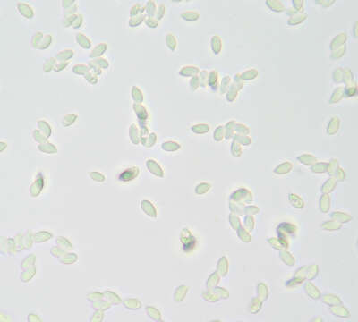 Image of Gymnopus erythropus (Pers.) Antonín, Halling & Noordel. 1997