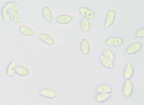 Image of Gymnopus erythropus (Pers.) Antonín, Halling & Noordel. 1997