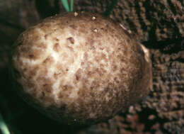 Image of Volvariella bombycina (Schaeff.) Singer 1951