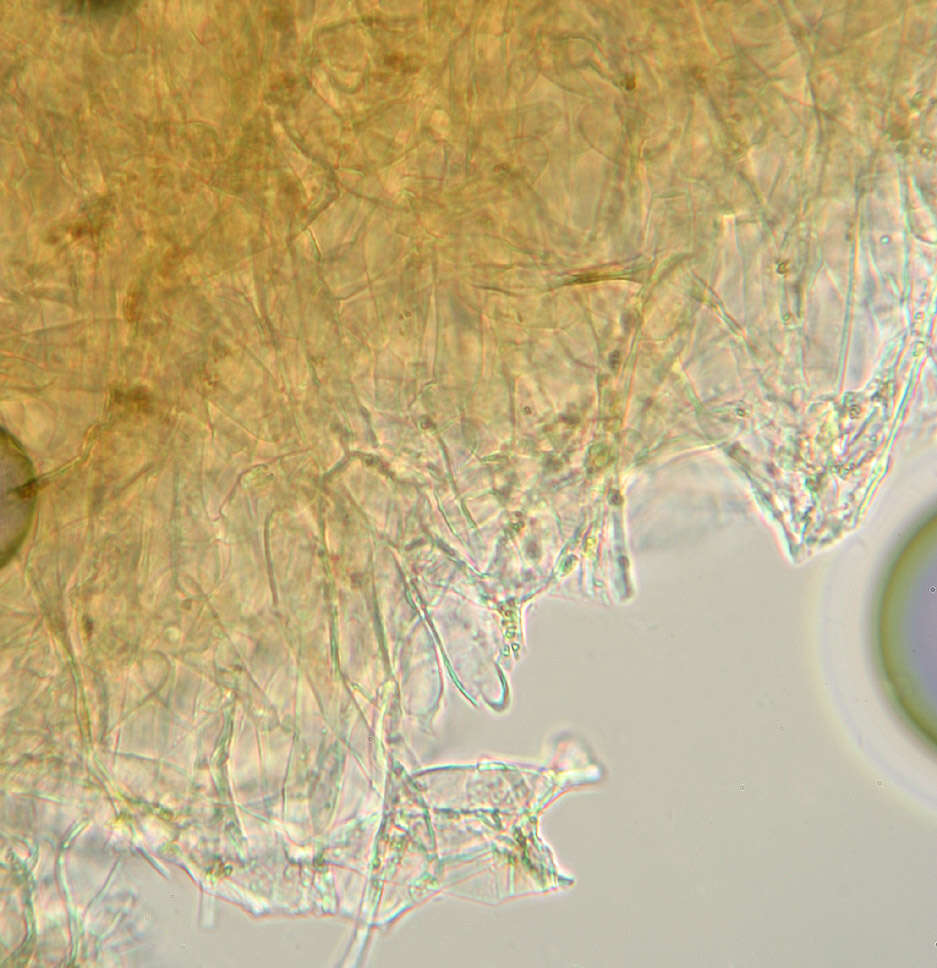 Camarophyllopsis schulzeri (Bres.) Herink 1958 resmi