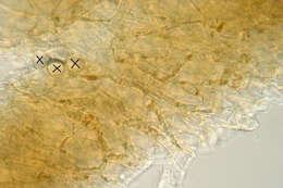 Слика од Camarophyllopsis schulzeri (Bres.) Herink 1958