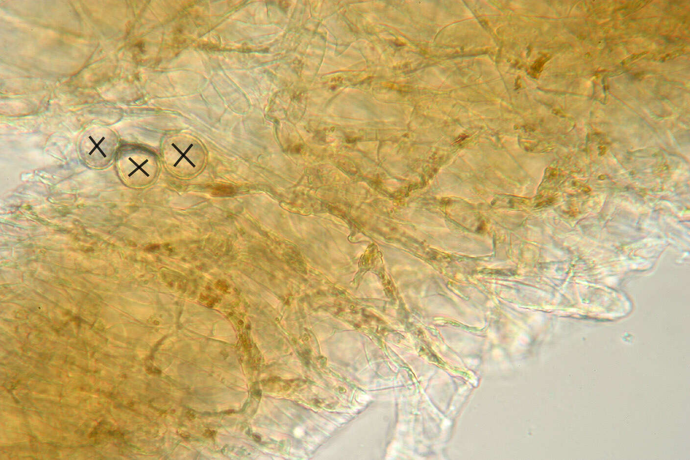 Image of Camarophyllopsis schulzeri (Bres.) Herink 1958