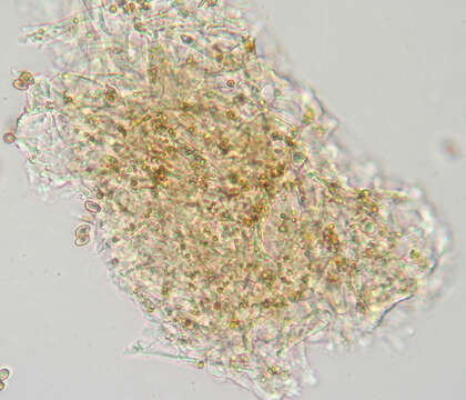 Camarophyllopsis schulzeri (Bres.) Herink 1958 resmi