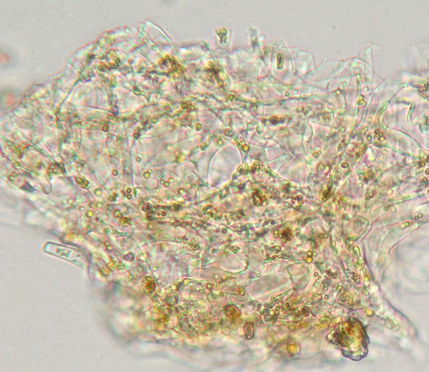 Camarophyllopsis schulzeri (Bres.) Herink 1958 resmi