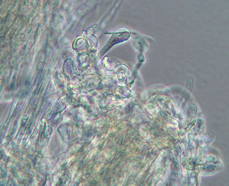 Image of Camarophyllopsis schulzeri (Bres.) Herink 1958