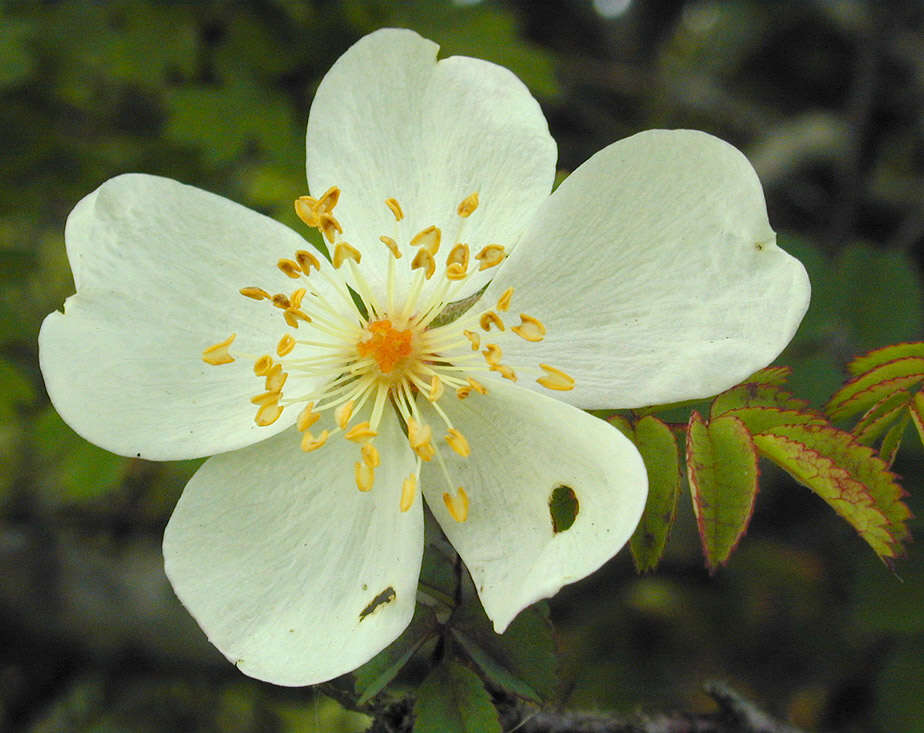 Image of Scots Rose