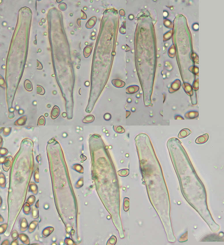 Image of Inocybe griseolilacina J. E. Lange 1917