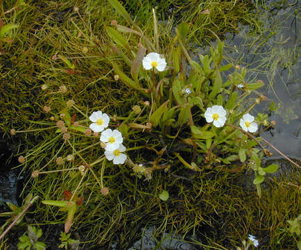 Image de Alisma Fausse Renoncule