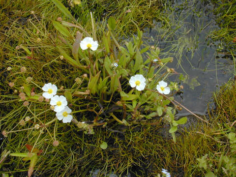 Image de Alisma Fausse Renoncule