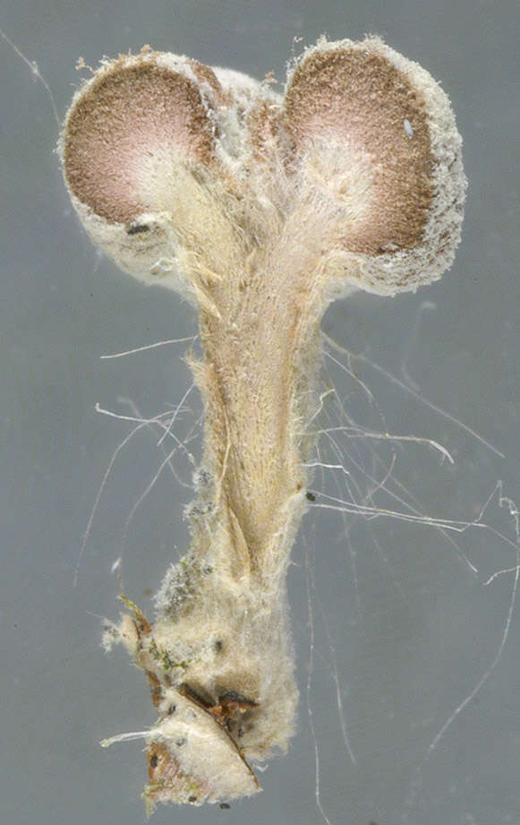 Image of Phleogena