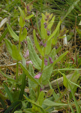 Image of lesser skullcap