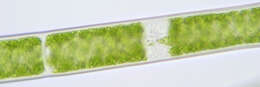 Image of Spirogyra Link 1820