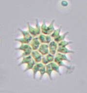 Image of Pseudopediastrum boryanum var. longicorne