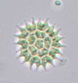 Image of Pseudopediastrum boryanum var. longicorne