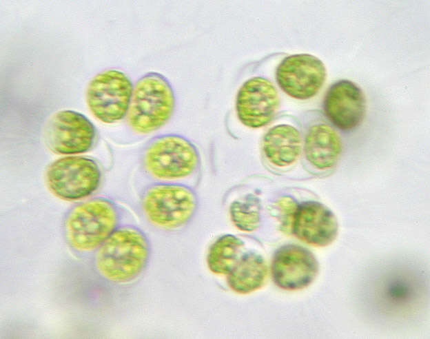 Слика од Schizochlamydella delicatula
