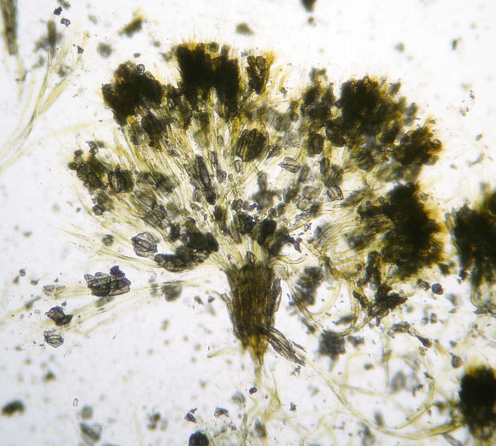 Image de Rivularia haematites C. Agardh ex Bornet & Flahault 1886