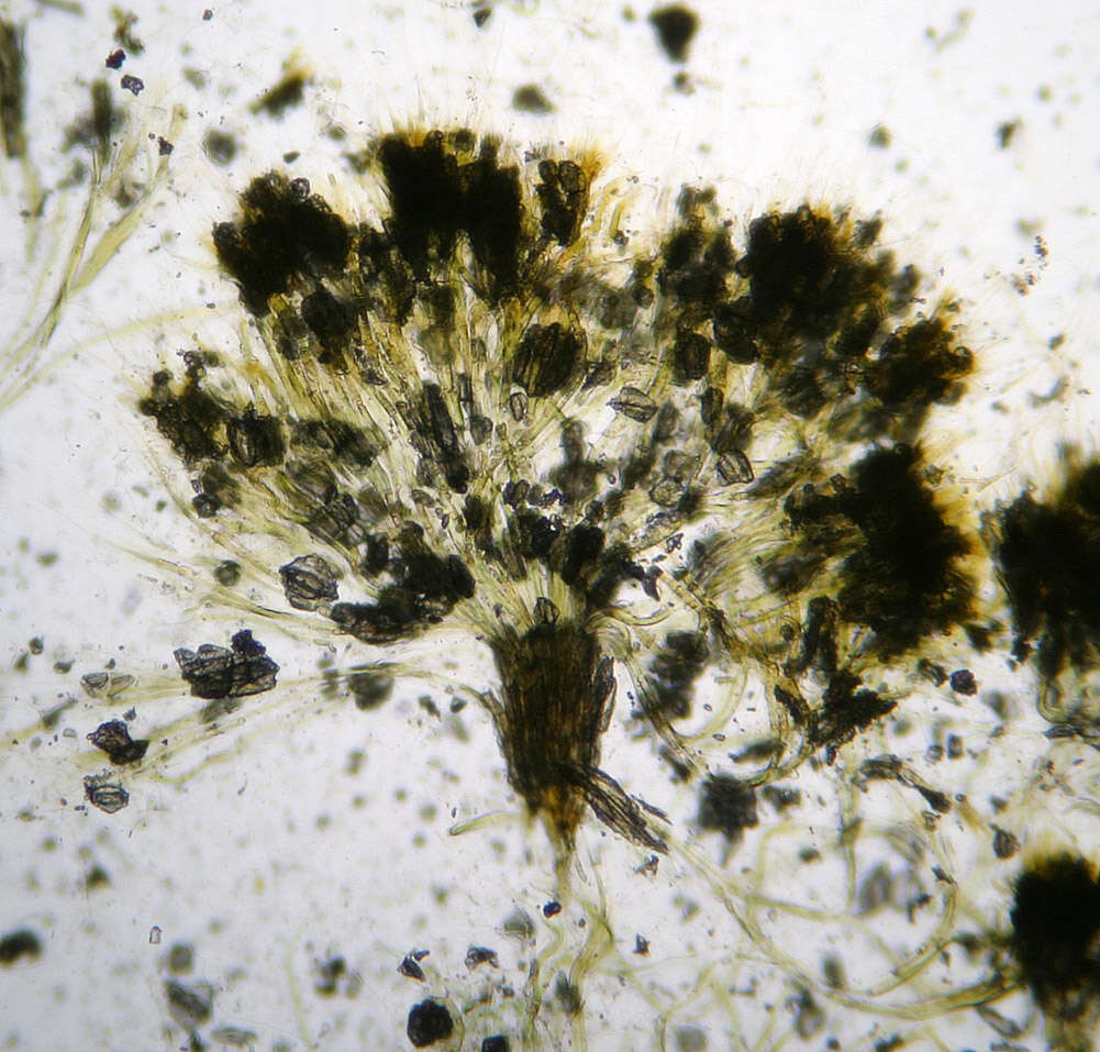 Image of Rivularia haematites C. Agardh ex Bornet & Flahault 1886