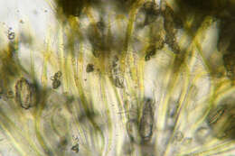 Image of Rivularia haematites C. Agardh ex Bornet & Flahault 1886