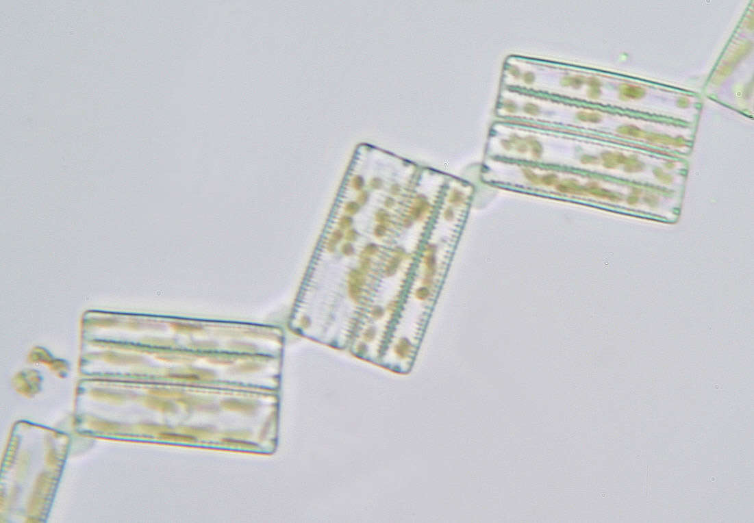 Image of Tabellariaceae