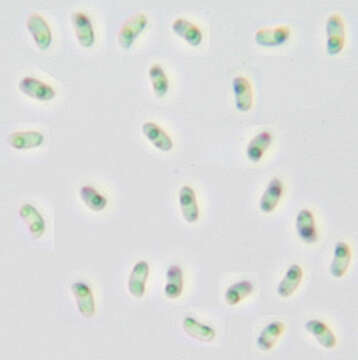 Phlebia rufa (Pers.) M. P. Christ. 1960的圖片