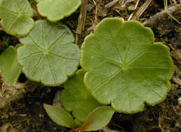 Imagem de Hydrocotyle vulgaris L.