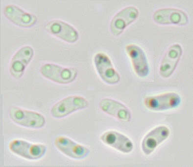 Image of Phlebia rufa (Pers.) M. P. Christ. 1960