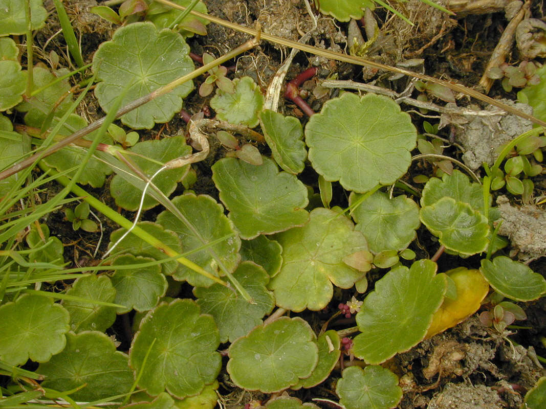 Imagem de Hydrocotyle vulgaris L.