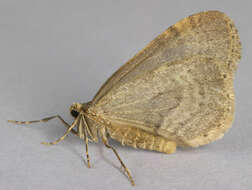 Image of winter moth