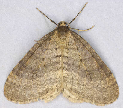 Image of winter moth