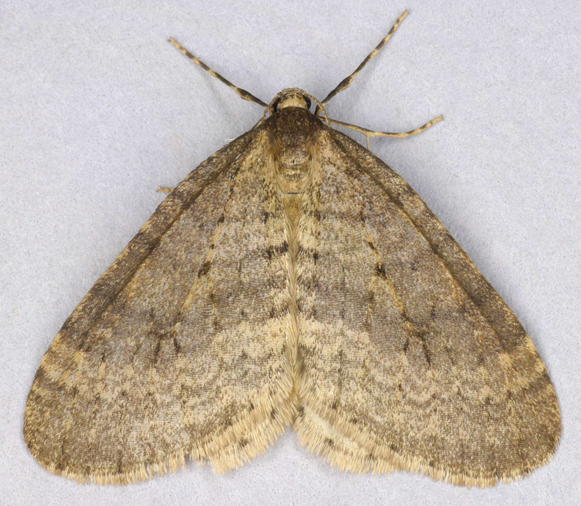 Image of winter moth