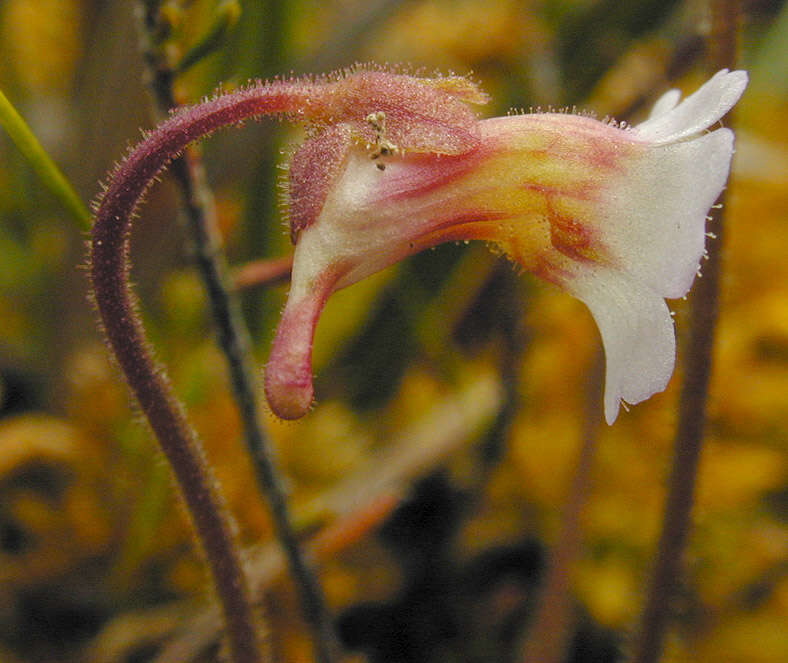 Image of Pinguicula lusitanica L.