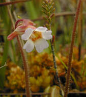 Image of Pinguicula lusitanica L.