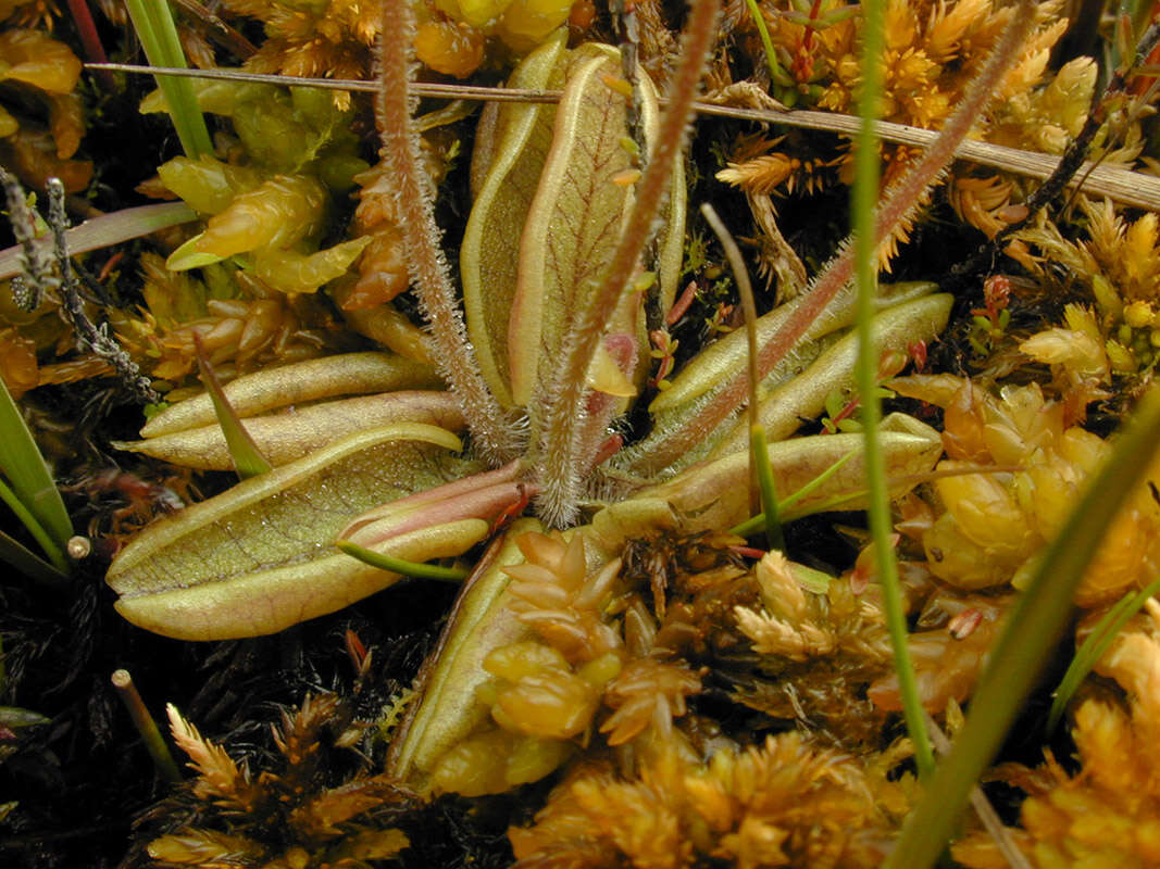 Image of Pinguicula lusitanica L.