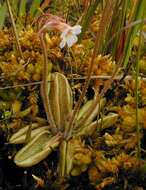 Image of Pinguicula lusitanica L.