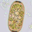 Image of Amphitrema flavum