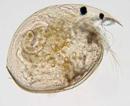 Image of Water flea