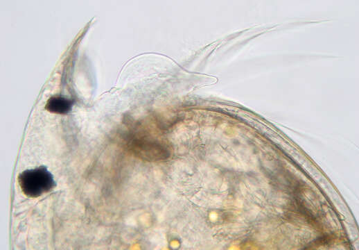 Image of Water flea