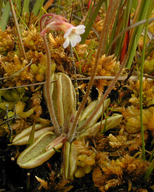 Image of Pinguicula lusitanica L.