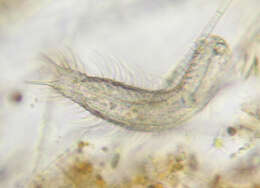 Image of Chaetonotus