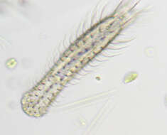 Image of Chaetonotus