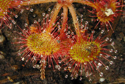 Image of Common Sundew