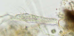 Image of Chaetonotus