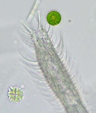 Image of Chaetonotus