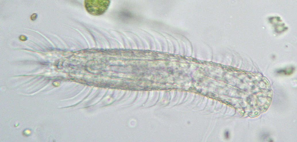 Image of Chaetonotus