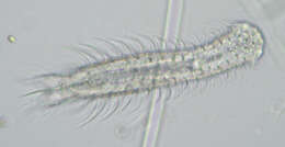 Image of Chaetonotus