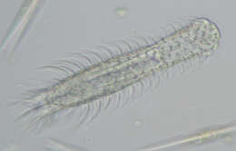 Image of Chaetonotus