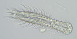 Image of Chaetonotus