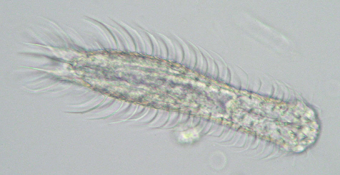 Image of Chaetonotus